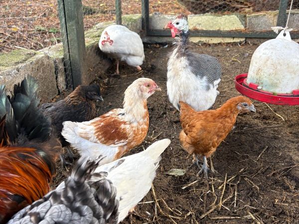 guinea fowl and chickens - Main image