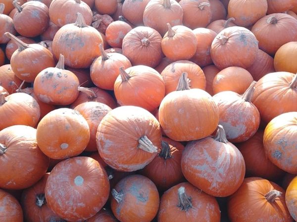 Pumpkins - Main image