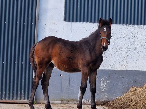 TRADITIONAL IRISH HORSE - Main image
