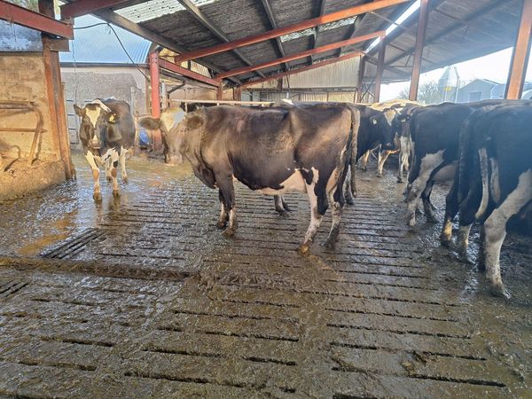 4 PBR Hol/Fr Milking Cows - Main image
