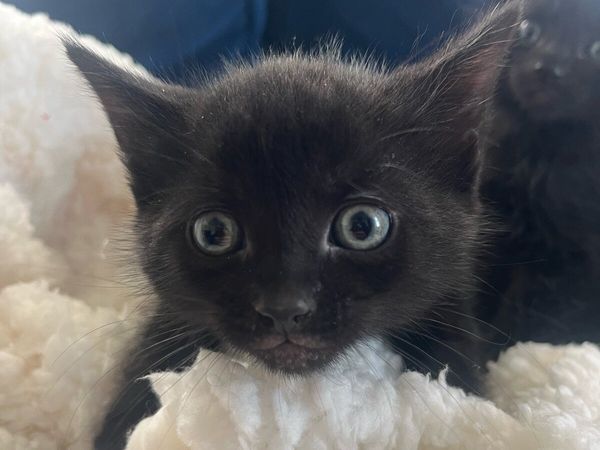 Kittens for sale - Main image