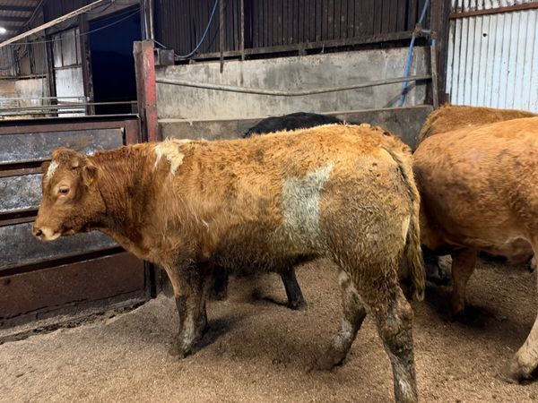 Forward lim bullocks for sale in Derry for £0 on DoneDeal