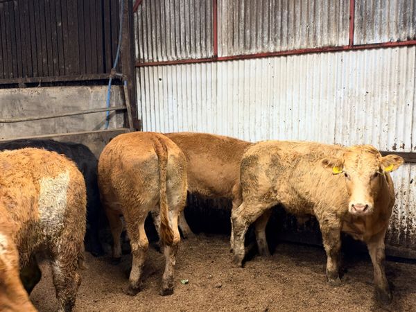 Forward lim bullocks for sale in Derry for £0 on DoneDeal