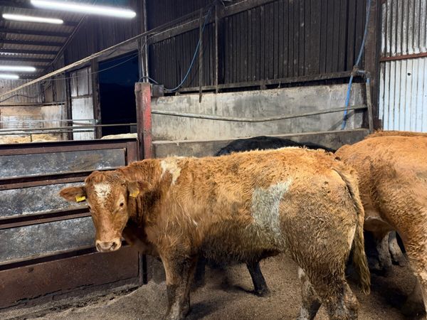 Forward lim bullocks - Main image