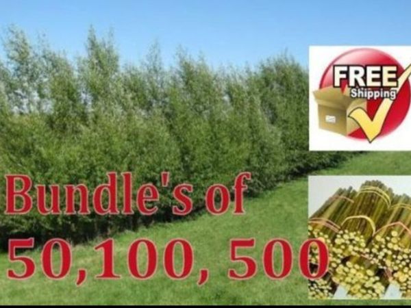 300x12" hybrid willow rod cuttings hedging ecofire - Main image