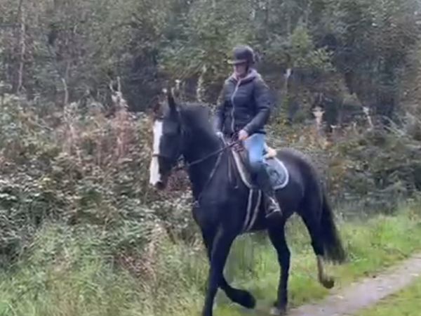 Beautiful black cob 16.1hh - Main image