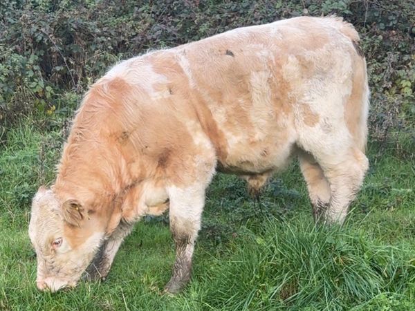 Charolais Bull Weanlings Templemore Mart 24/10 for sale in Tipperary ...