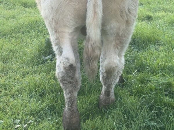 Charolais Bull Weanlings Templemore Mart 24/10 for sale in Tipperary ...