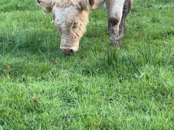 Charolais Bull Weanlings Templemore Mart 24/10 for sale in Tipperary ...
