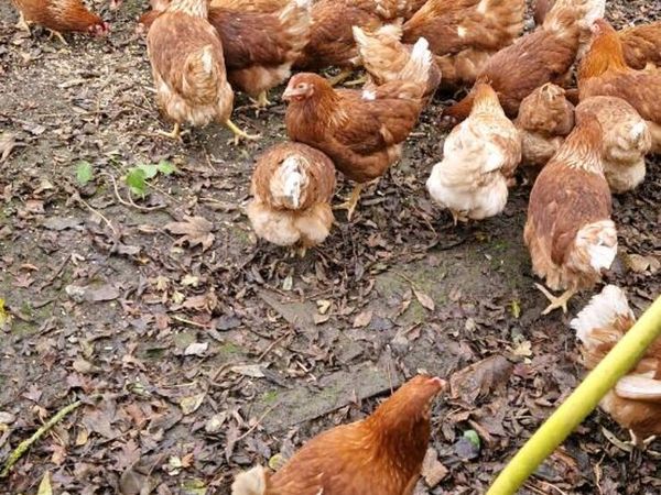 Hens/pullets,Ducklings,pigeons - Main image