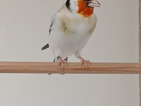 Siberian birds for sale. - Main image