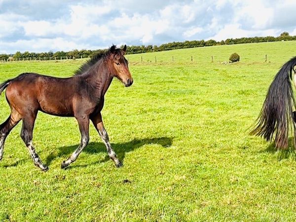 Connemara colt foal #588 Clifden Saturday - Main image