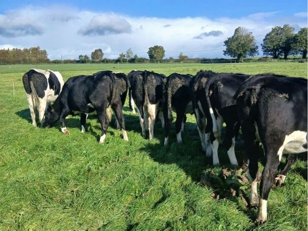 In calf Pedigree Friesian heifers - Main image