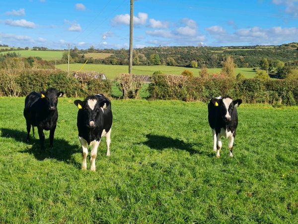 Fr Incalf Heifers - Main image