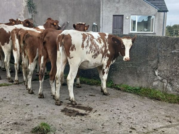 In calf pedigree  hefiers - Main image