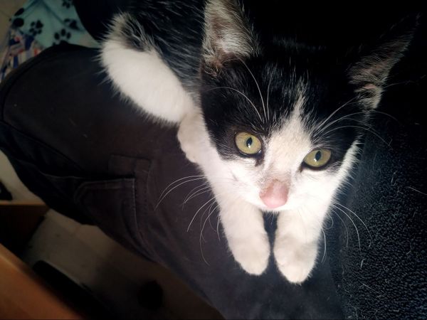 Kitten for adoption - Main image