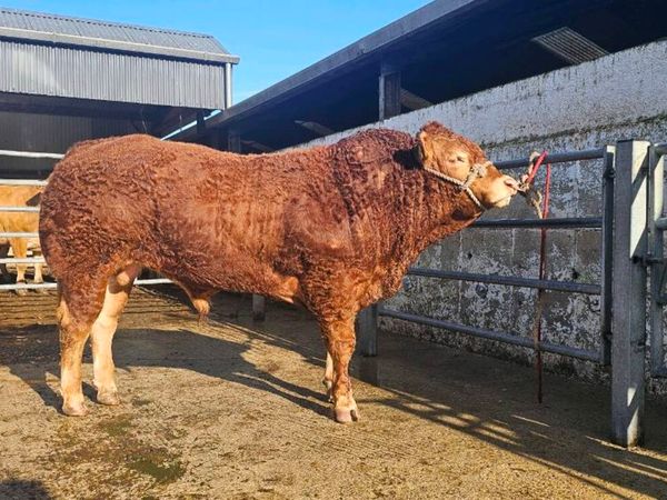 Limousin Bull for Carrick Friday 23rd - Main image