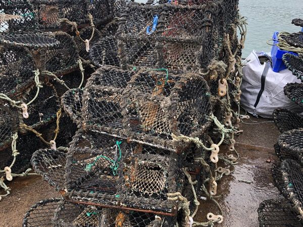 Lobster/crab pots - Main image