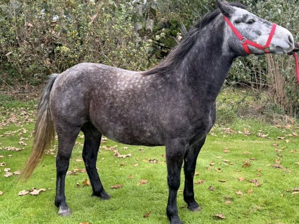 Class 1 Connemara Filly - Main image