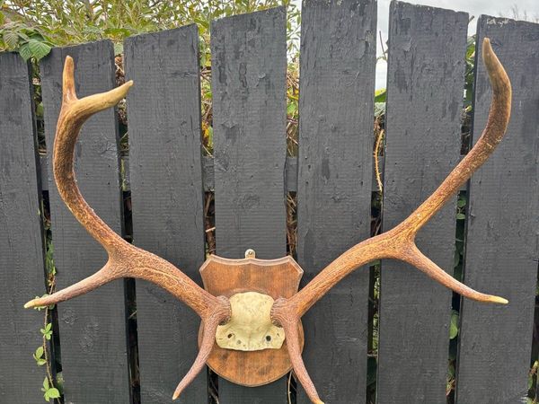 Vintage Red deer stag antlers - Main image