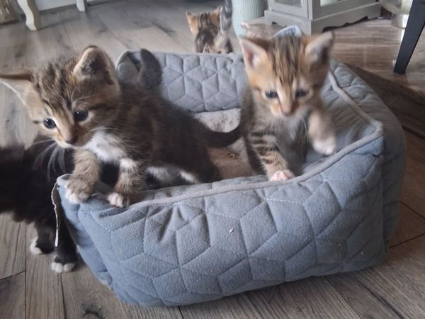 4 adoreable kittens 😸 - Main image