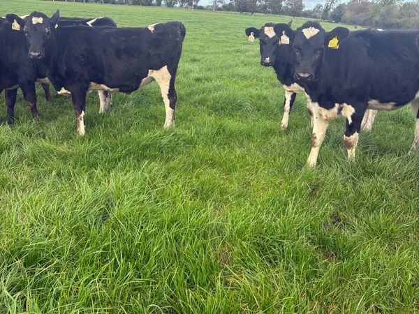 Yearling heifers - Main image