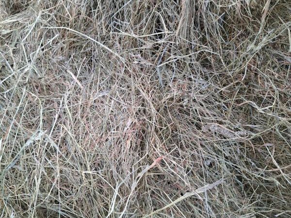 Horse haylage - Main image