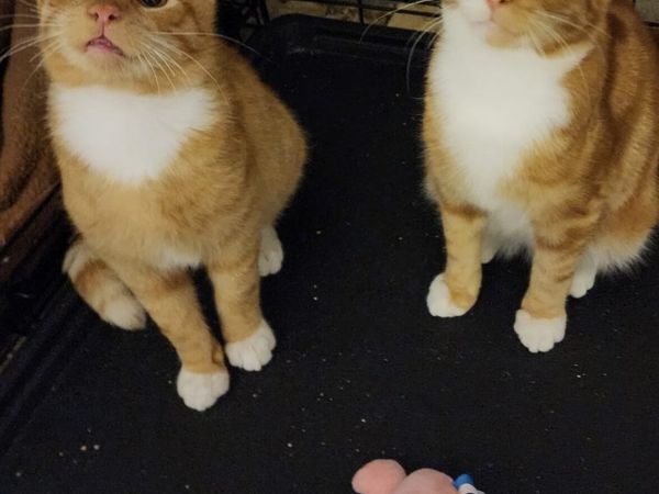 5 months old Blaze and Beans - Main image