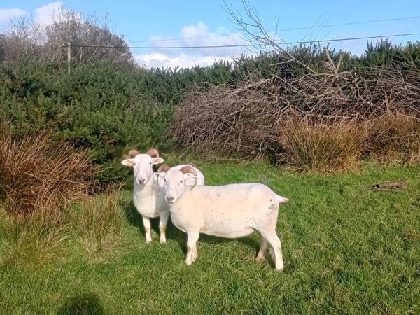 Wiltshire Horn Ewes & Ram Lambs - Main image