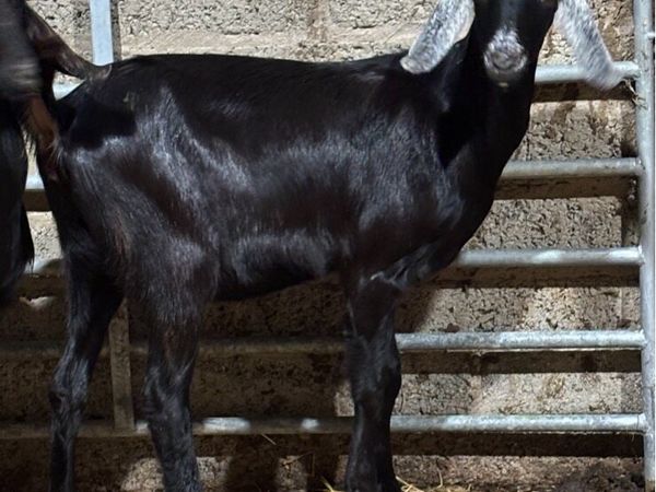 Nubian goats - Main image
