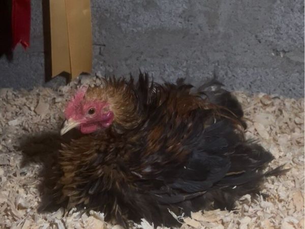 True bantam exhibition quality Pekin’s and more - Main image