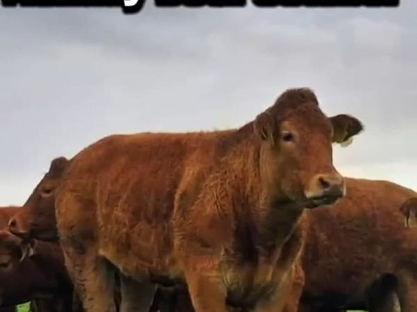 Breeding Limousin Heifers - Main image