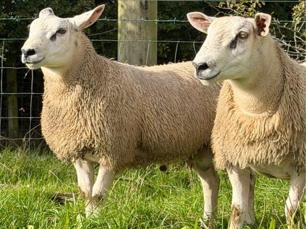 Aberfield ram lambs - Main image