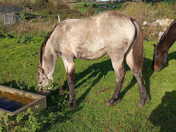 Dun Colt Foal - Main image
