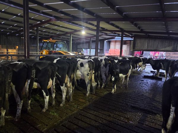 10  young empty cows in milk - Main image