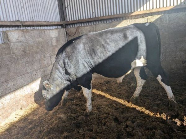 High ebi freisian bull - Main image