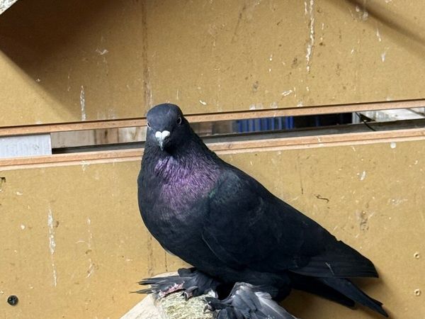 Pigeons baky tumblers and agaran tumbler tasman - Main image