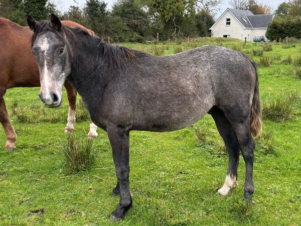 2yr old Connemara Colt - Main image