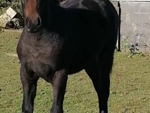 Connemara Pony - Main image