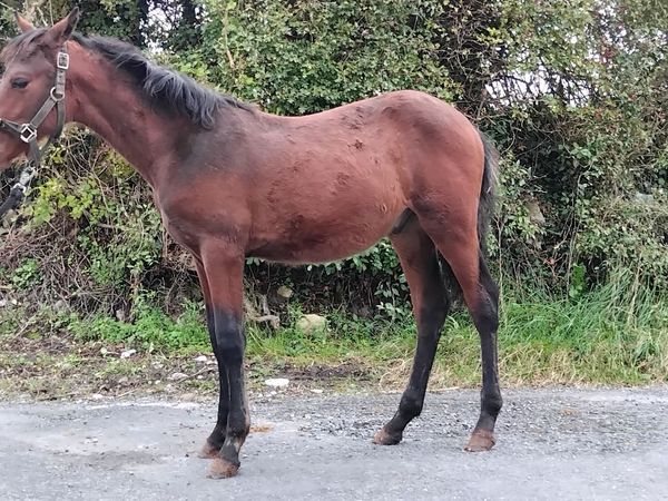 Top class connemara colt foal - Main image
