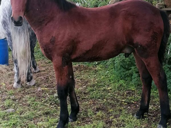 Connemara Pony - Main image