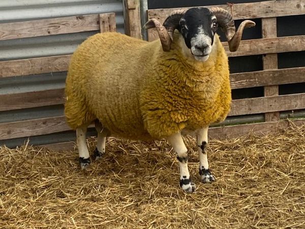 Perth Ram lamb and hogget for sale in Donegal for €0 on DoneDeal