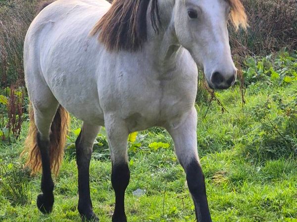 Connemara Pony - Main image