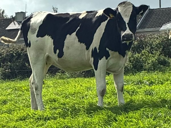 Macroom Mart incalf dairy heifer sales - Main image