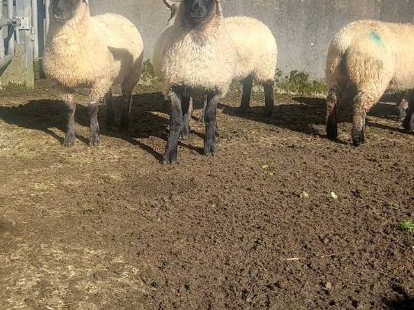 Ewe lambs - Main image