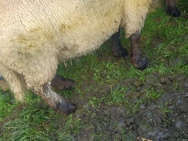 Ram lamb - Main image