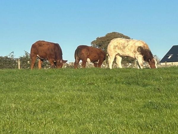 Show quality roan hiefiers - Main image