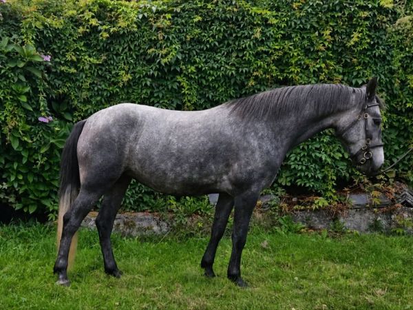 Proven Performance Pedigree 3 yr old filly CLASS 1 - Main image