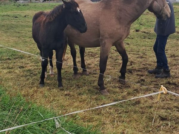 Dun mare for sale - Main image