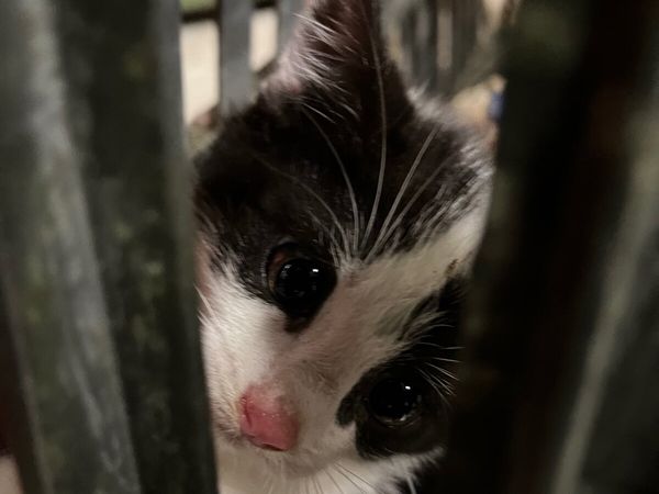 Kitten - Main image